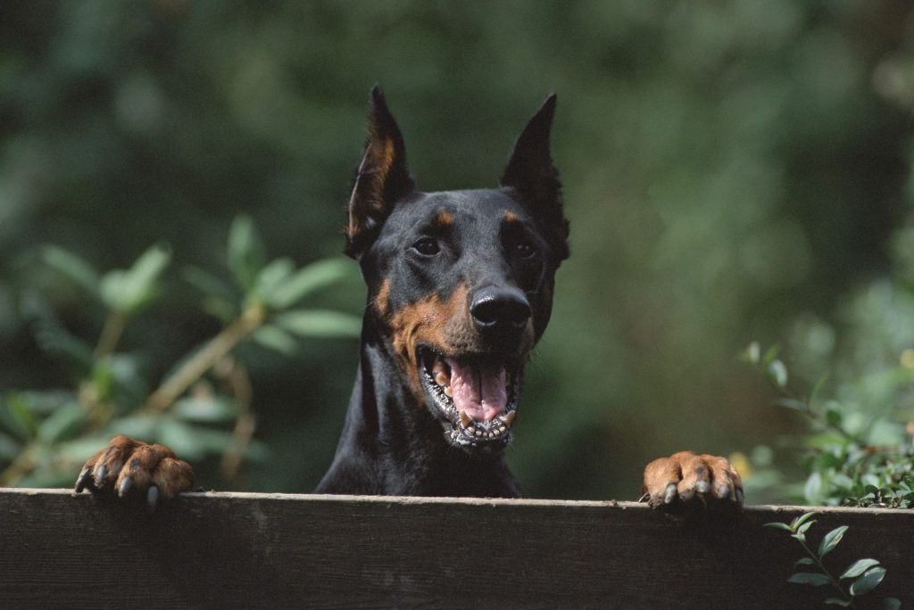 How Much Do Dobermans Shed? FAQ About Doberman Shedding