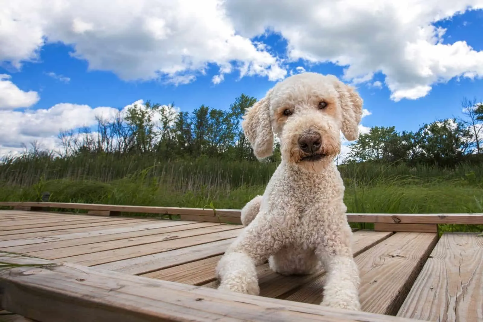 beautiful goldendoodle dog sitting on wooden platform under the blue skies