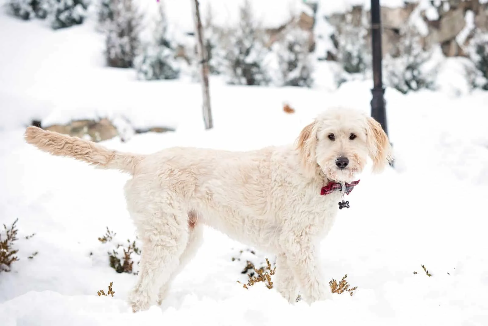 beautiful goldendoodle in winter standing in the snow