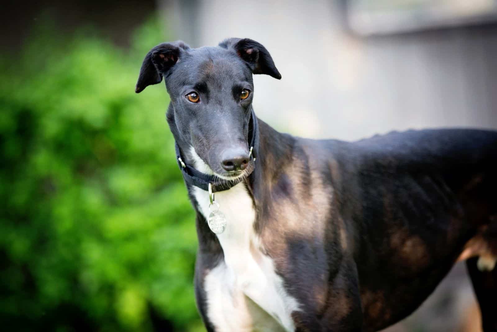 beautiful retired racing greyhound standing outdoors