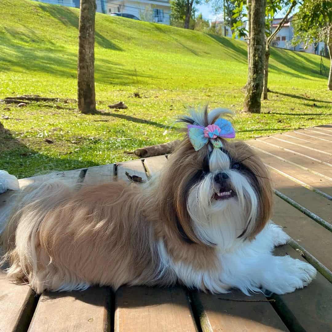 beautiful shih tzu dog lying