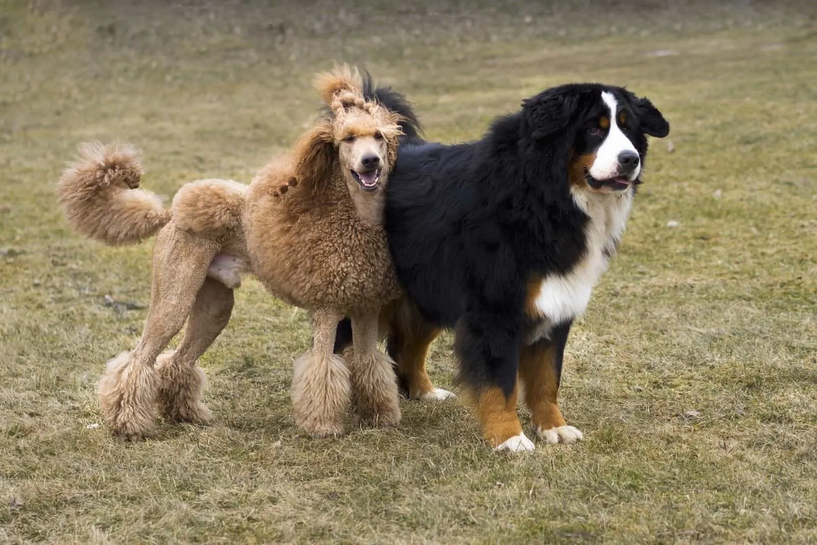 bernese mountain dog standing next to a standard poodle outdoors