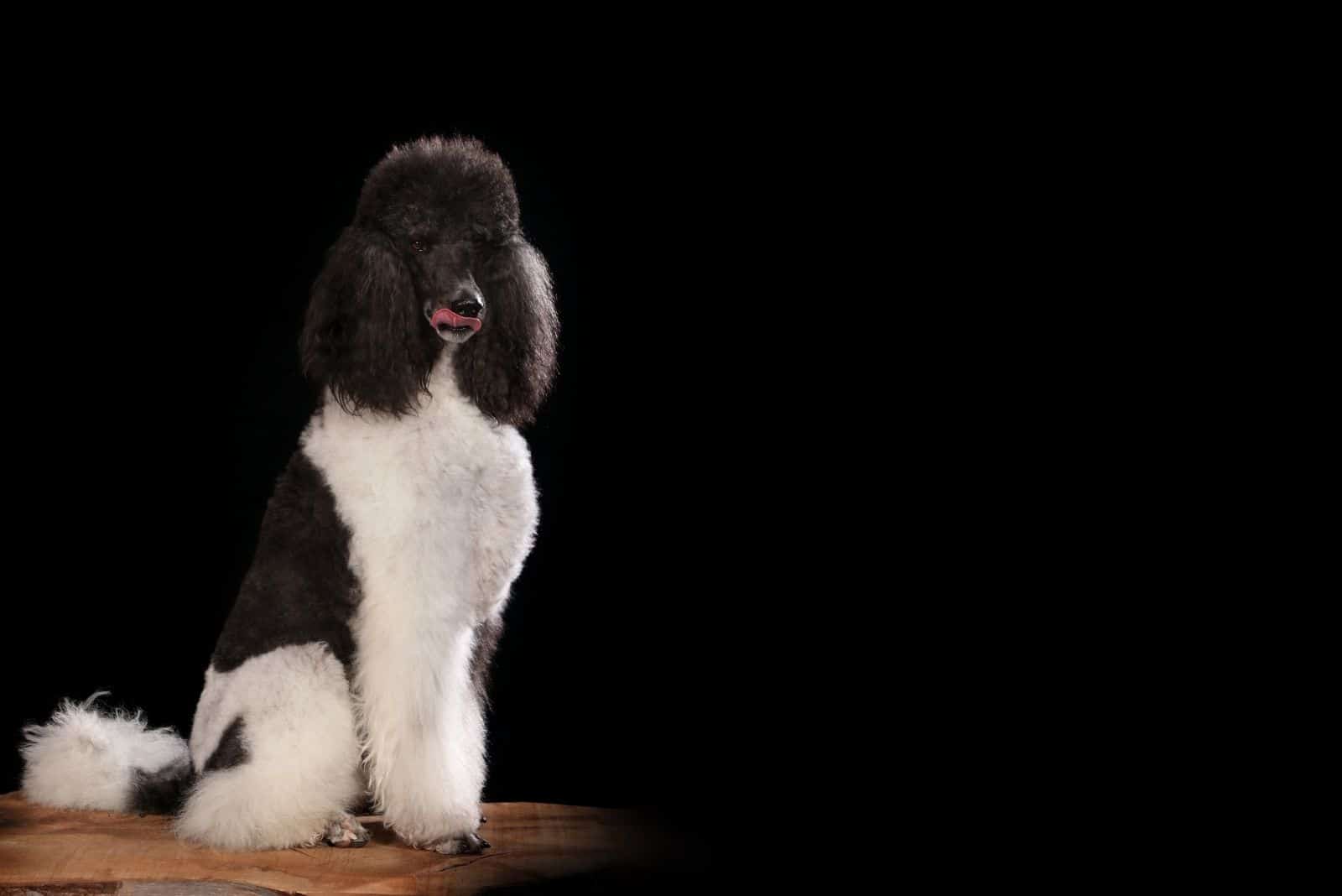 black and white poodle standing in black background