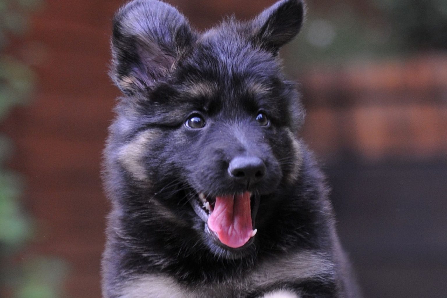 Blue German Shepherd All About This Unique Dog Breed