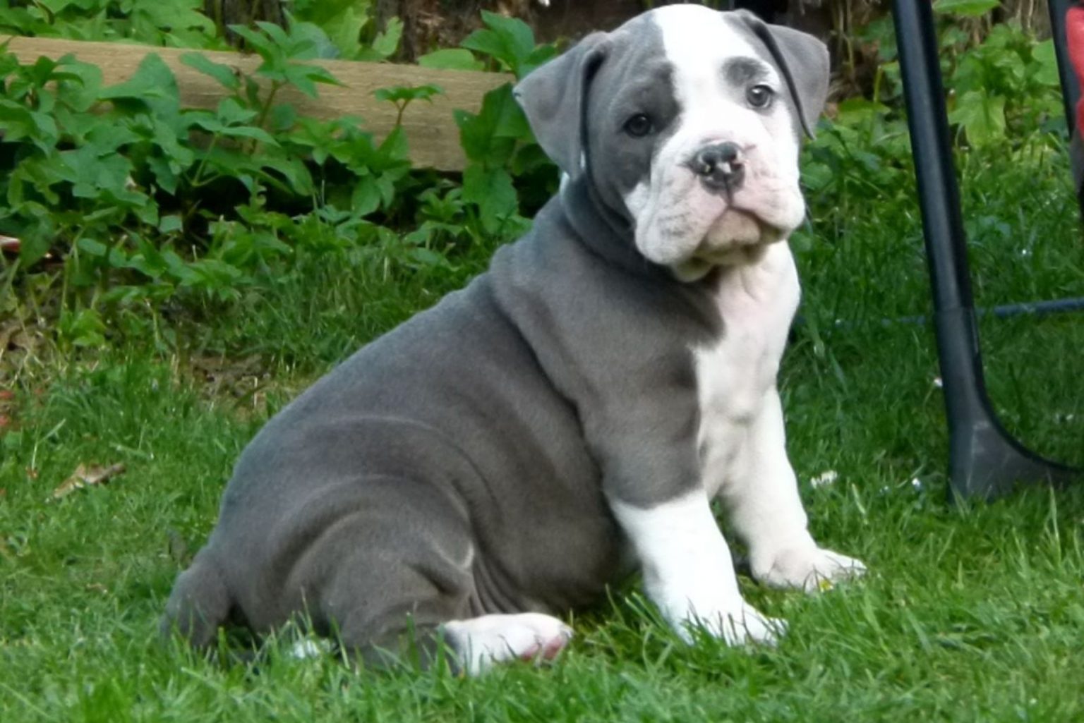 Blue English Bulldog A Guide To Care, Exercise, And Diet