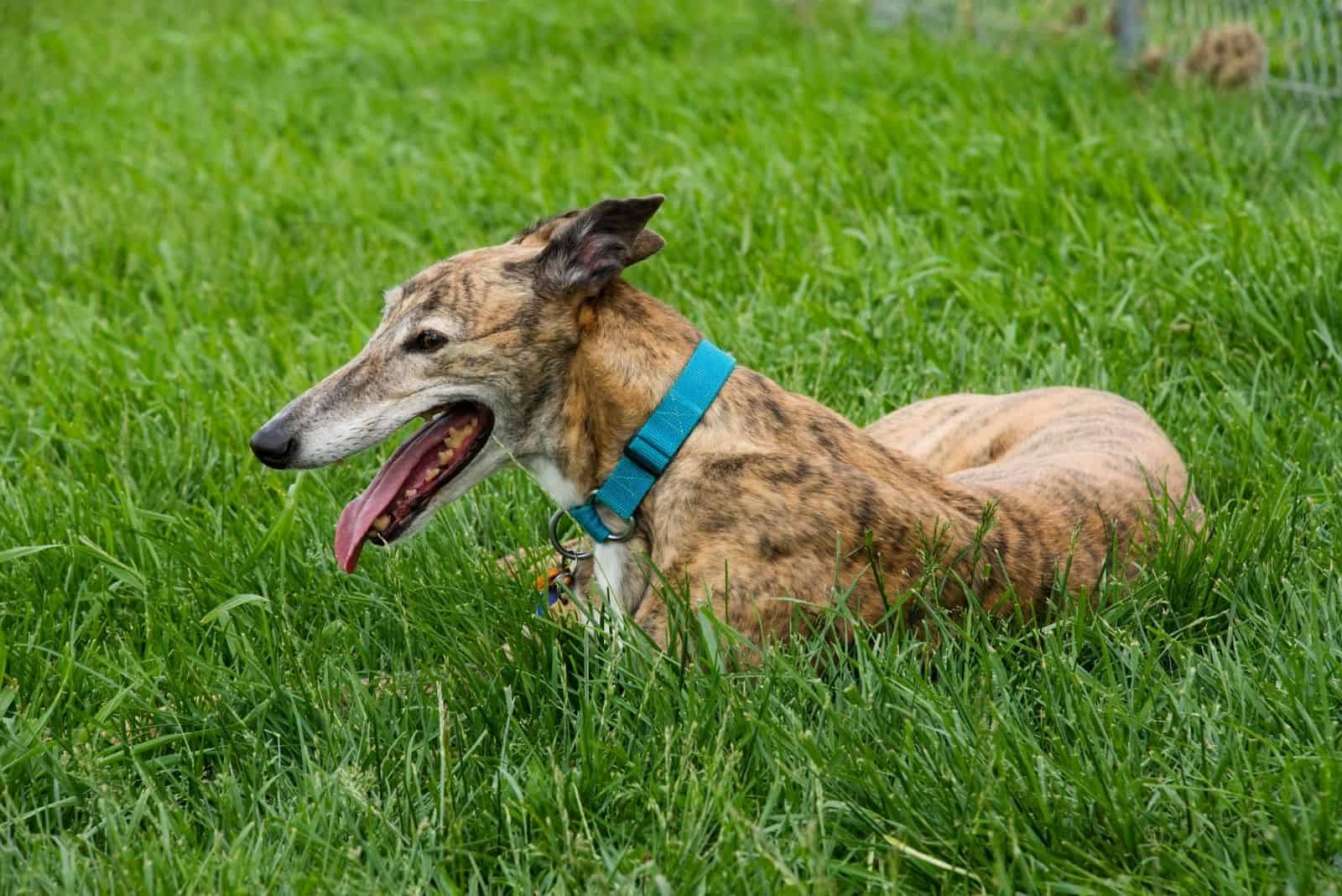 brindle greyhound resting on the grass lawn