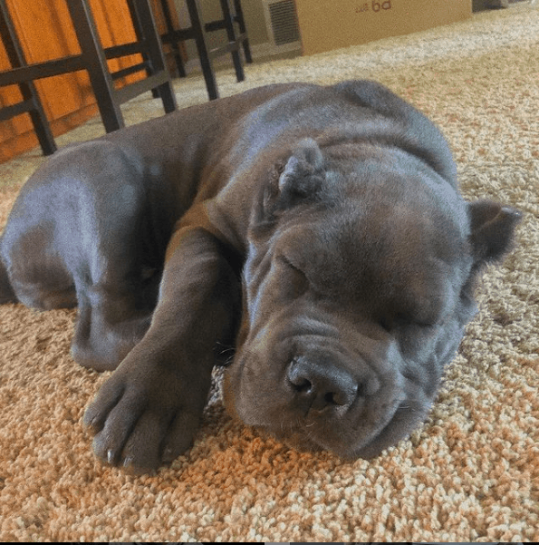 cane corso sleeping