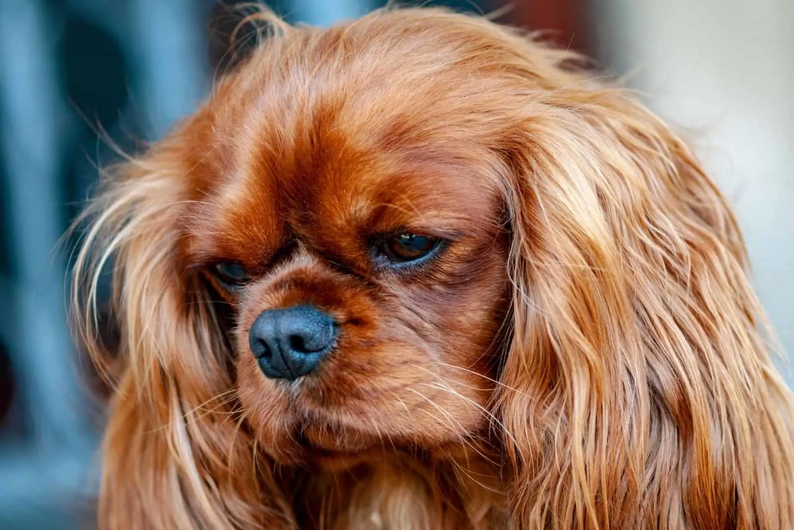 cavalier king female brown dog in focus photography