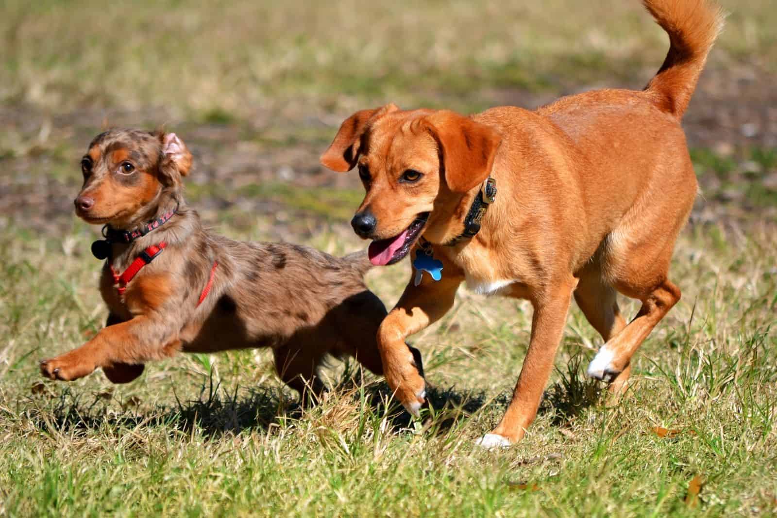 chihuahua dachshund mix breed running with a red hound