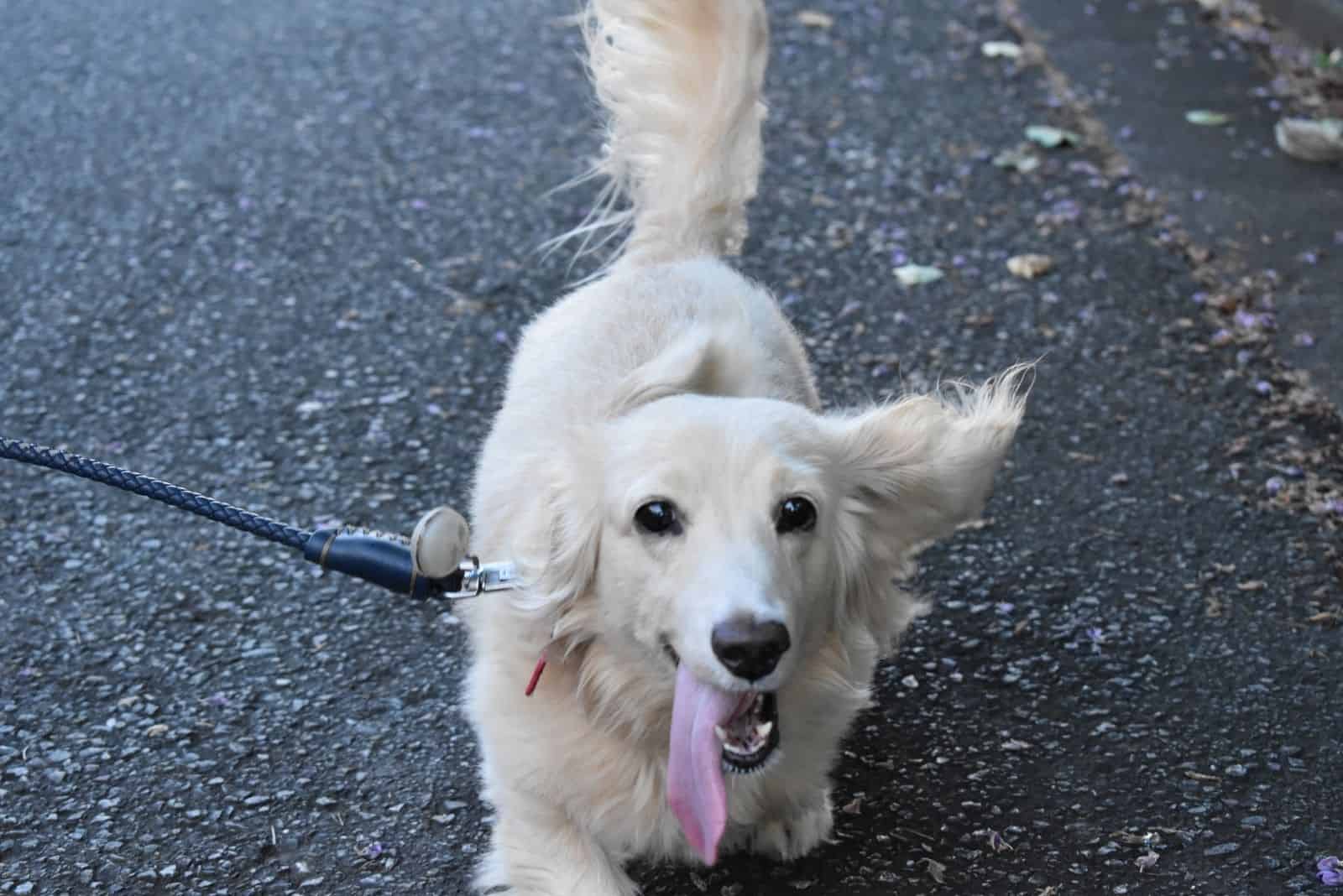 clear english cream dachshund with a leash looking up at the camera