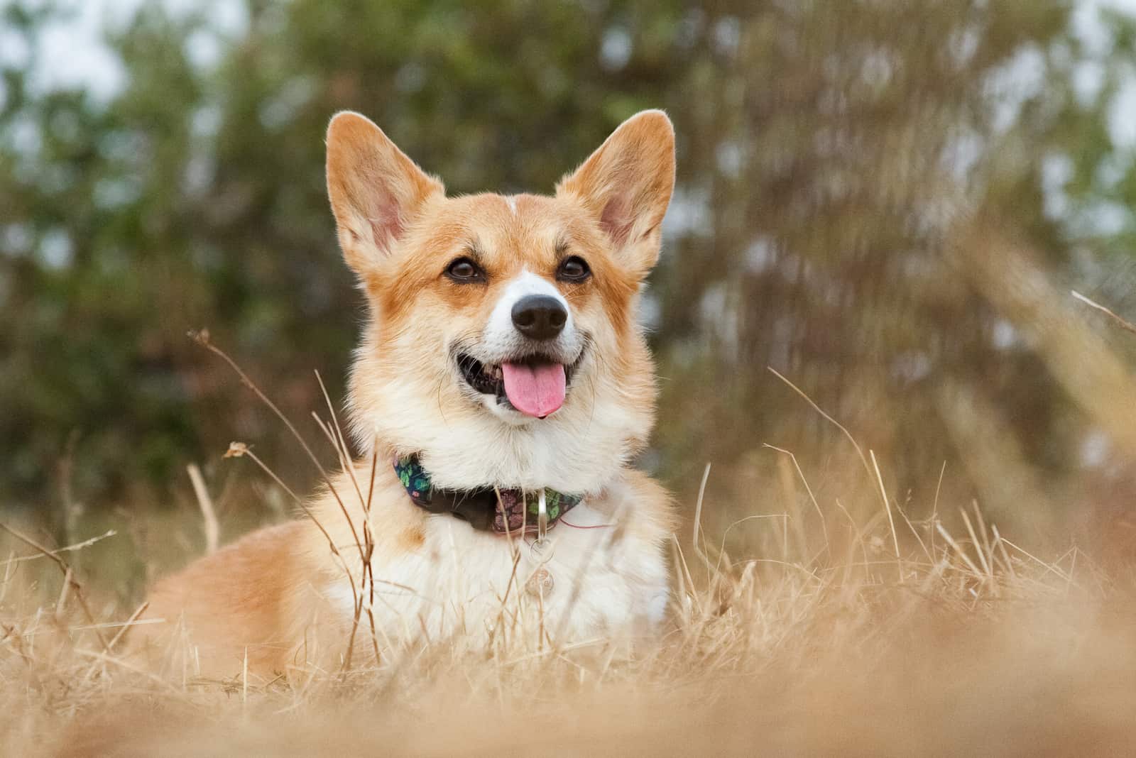 corgi sits in the grass