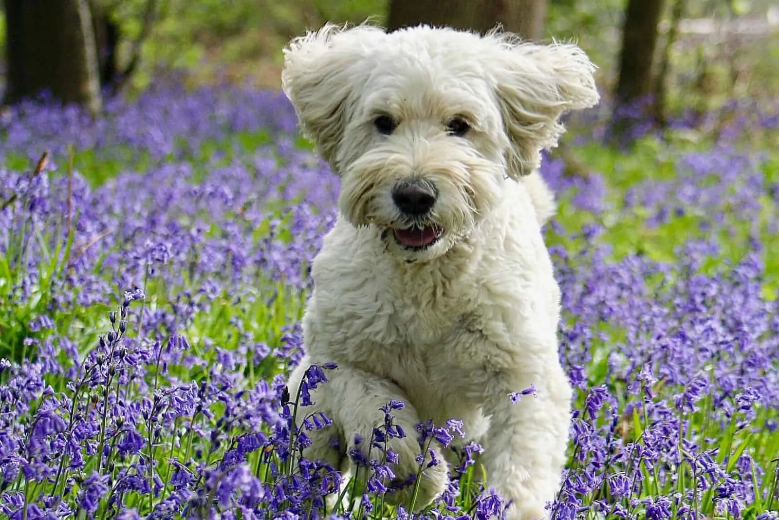 cream goldendoodle running in the bluebell field