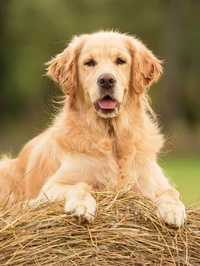 9 Golden Retriever Mixes You Need To Check Out Today PupVine