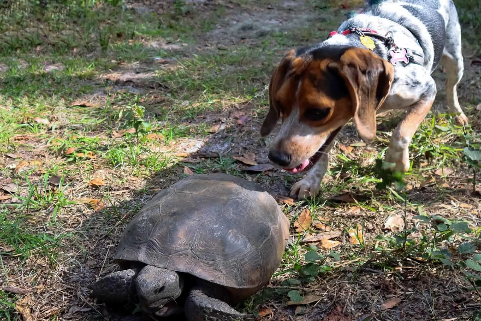curious blue tick beagle smelling the tortoise walking in the forest