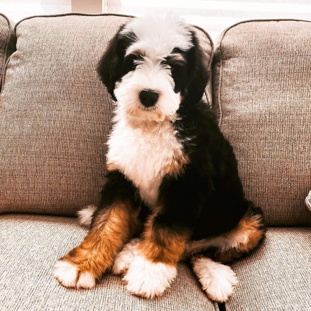 cute Bernedoodle dog sitting on sofa