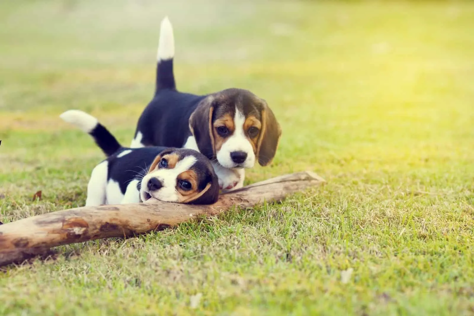 cute beagles playing with the wood in the field