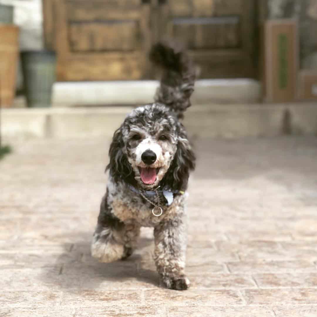 cute black and white Merle Poodle dog