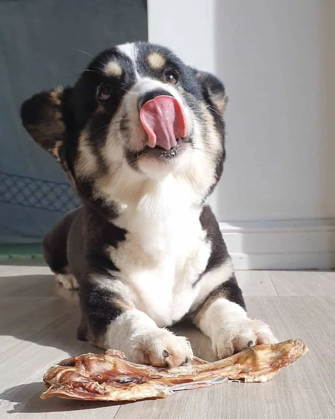 cute dog licking his mouth after the meal