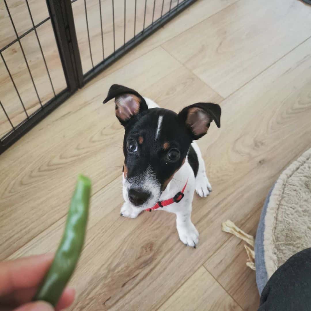 cute dog looking at human holding a green bean