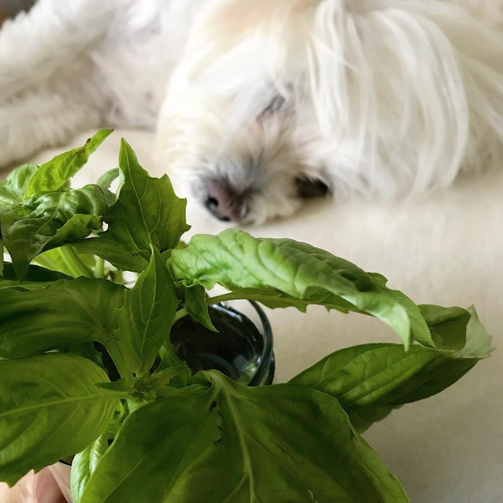 Can Dogs Eat Basil? Let’s Sprinkle The Truth