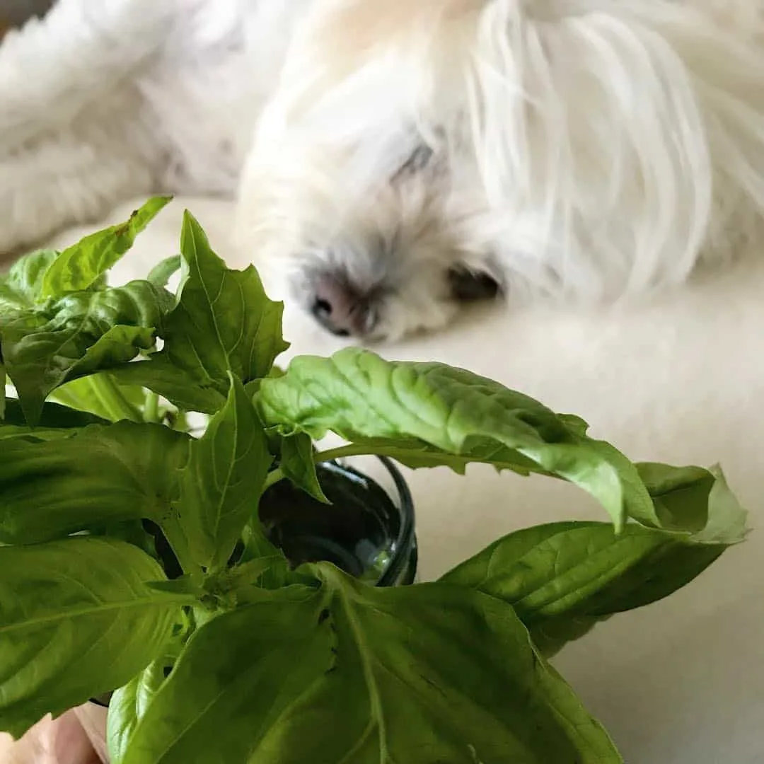 cute dog lying next to the basil plant