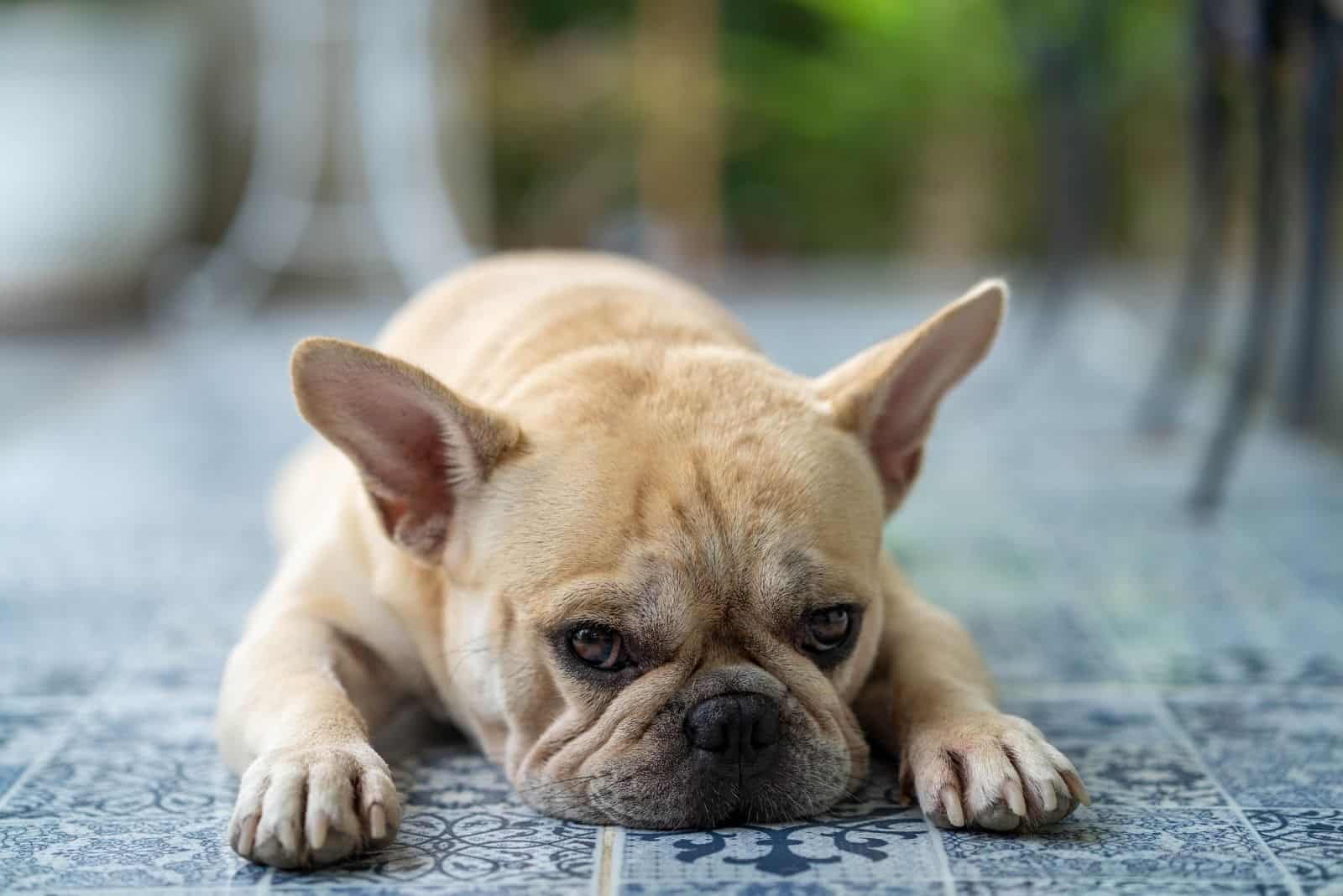 cute french bulldog lying down on the carpet