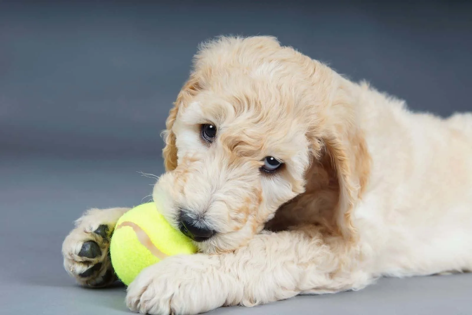 cute goldendoodle playing and biting the green ball