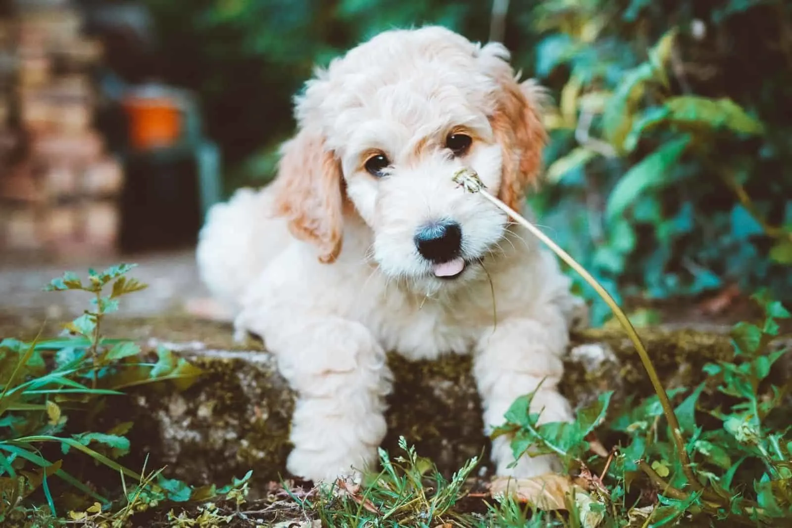 cute goldendoodle sitting puppy outdoors