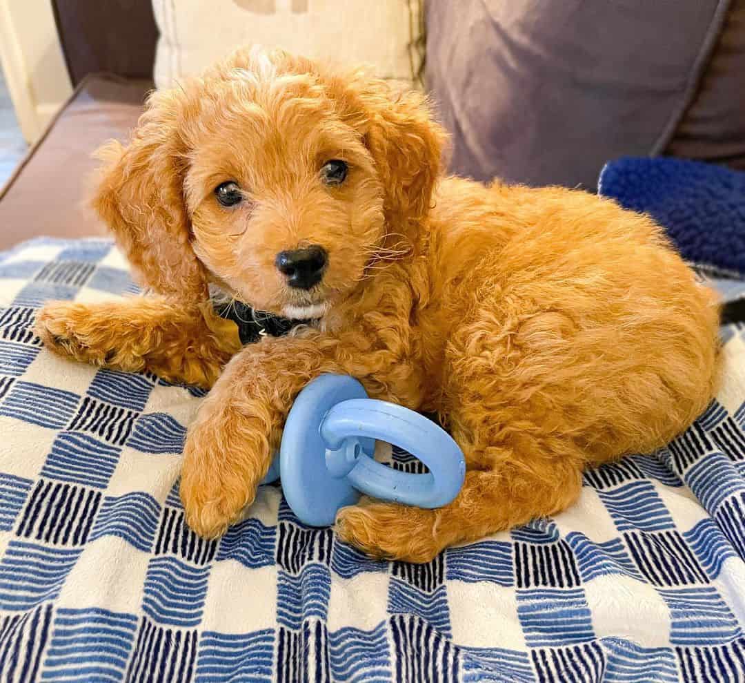 cute little F1B Cavapoo dog lying