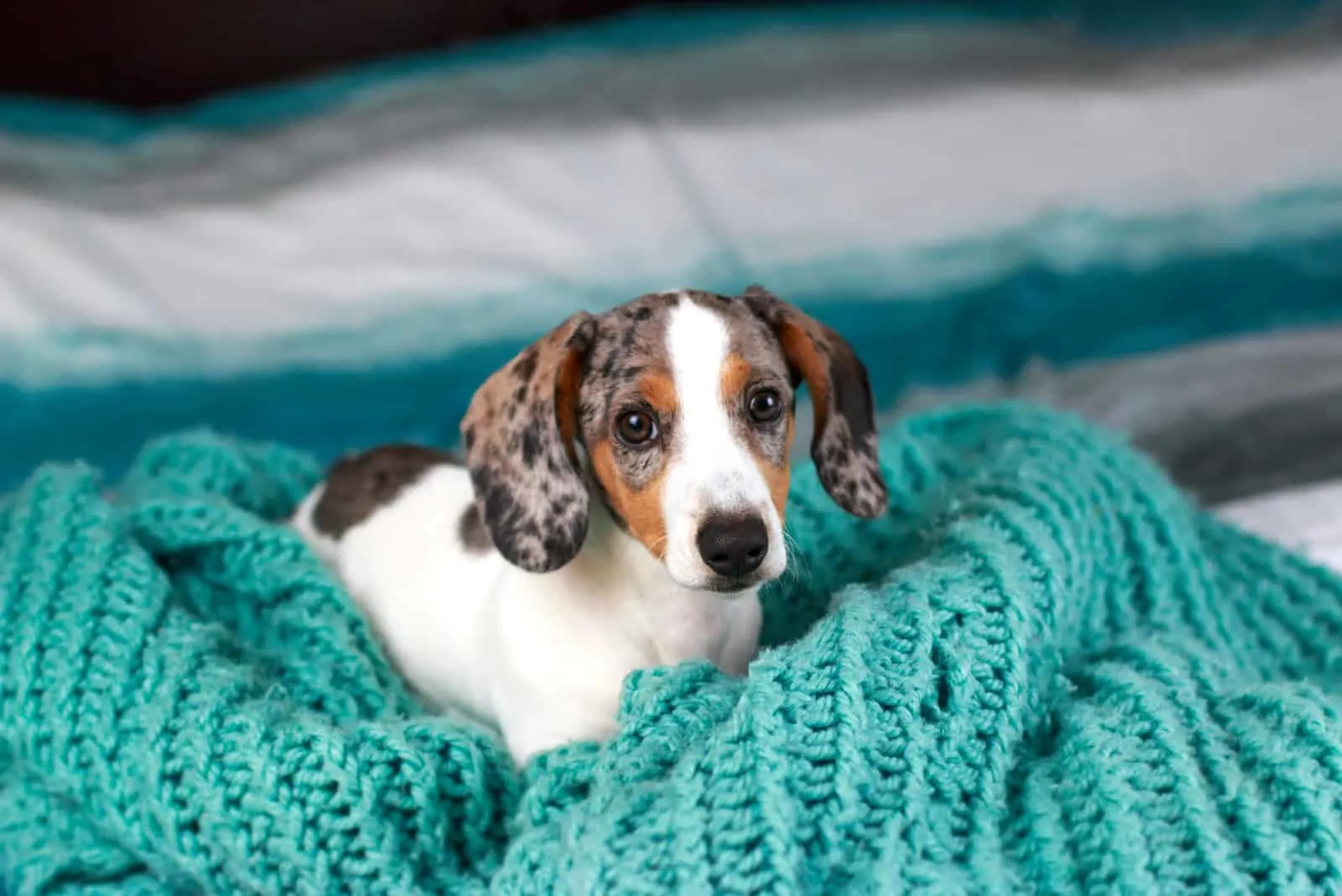 cute little dachshund puppy dog laying down on his blue cozy blanket looking up