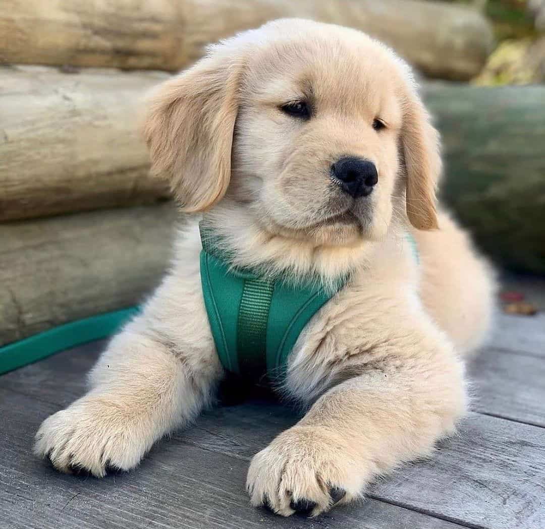 cute little labrador puppy