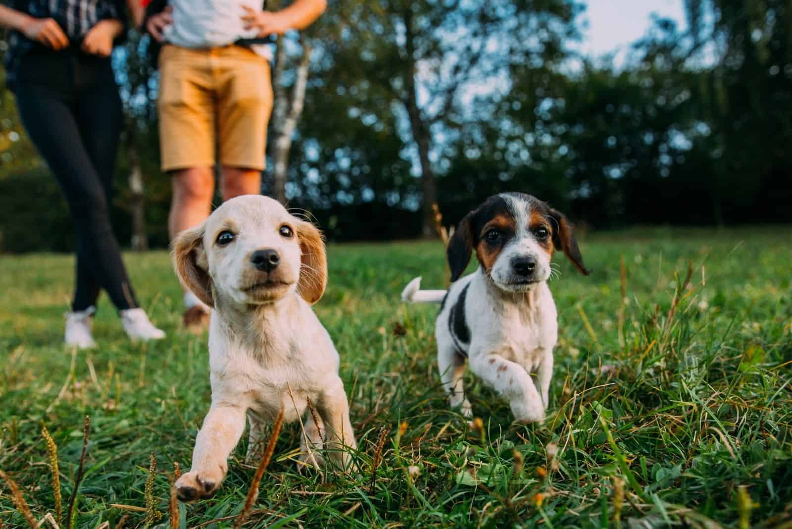 cute little mixbreed puppies enjoying being adopted