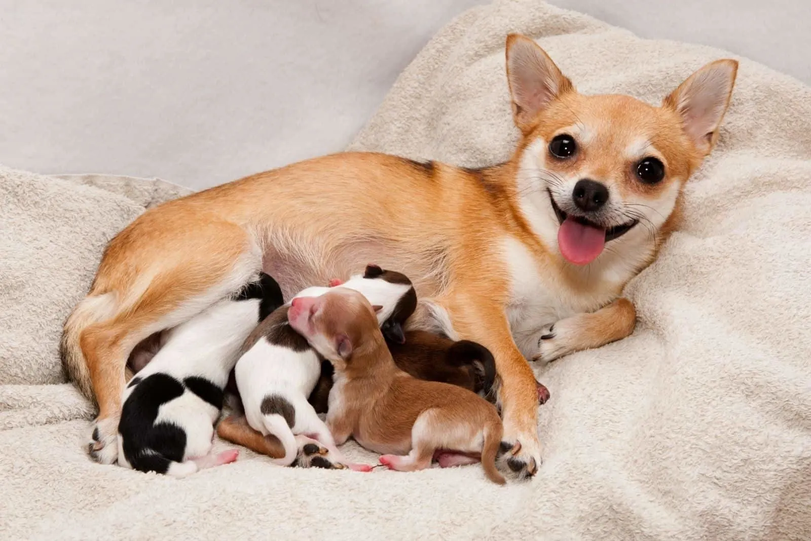 cute little puppies sucking milk from the mother chichuahua dog