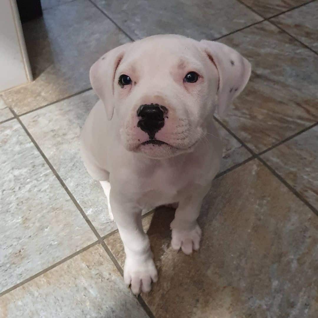 cute little puppy dogo argentino