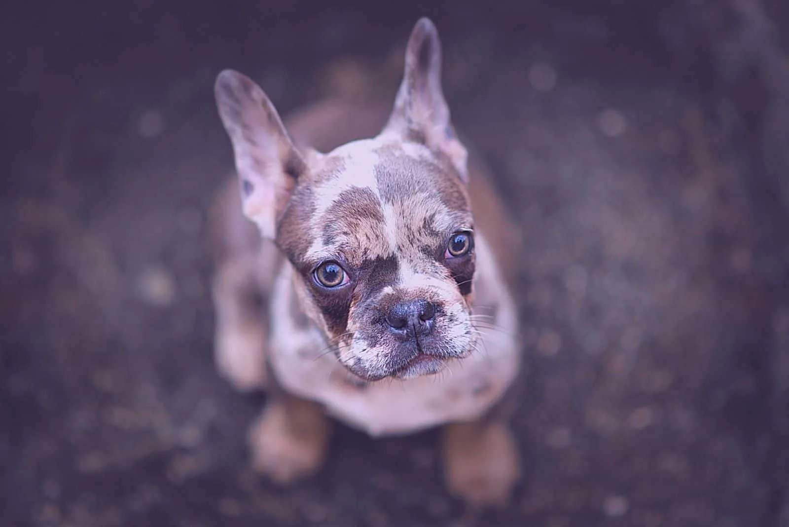 cute merle colored bulldog puppy standing looking at the camera on top angle