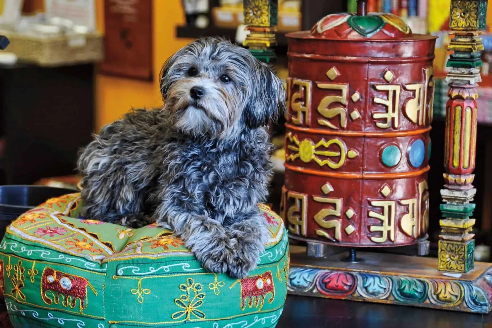 cute merlee poodle sitting on a Tibetan style pillow