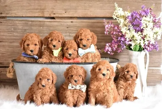cute micro goldendoodle puppies