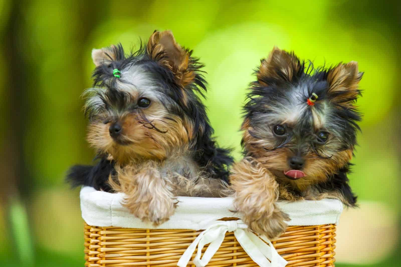 cute yorkshire puppies inside a basket with blurred nature as background