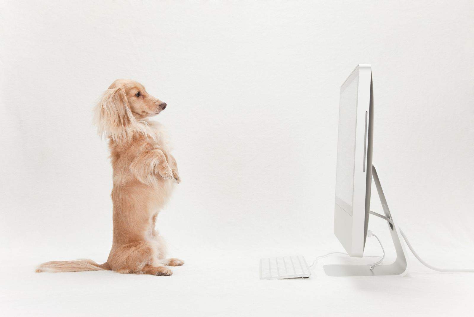 dachshund standing up infront of the monitor