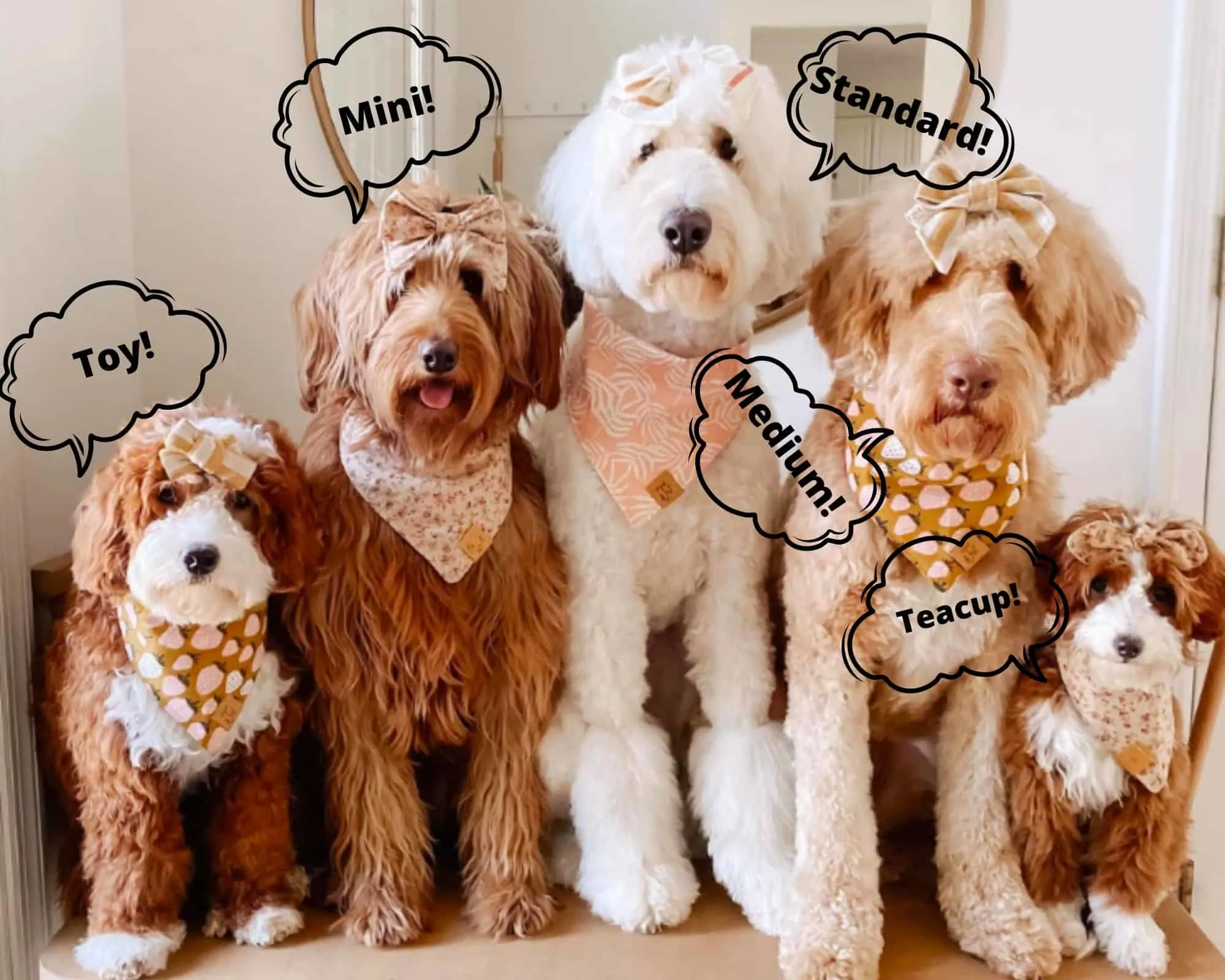 different types of goldendoodles