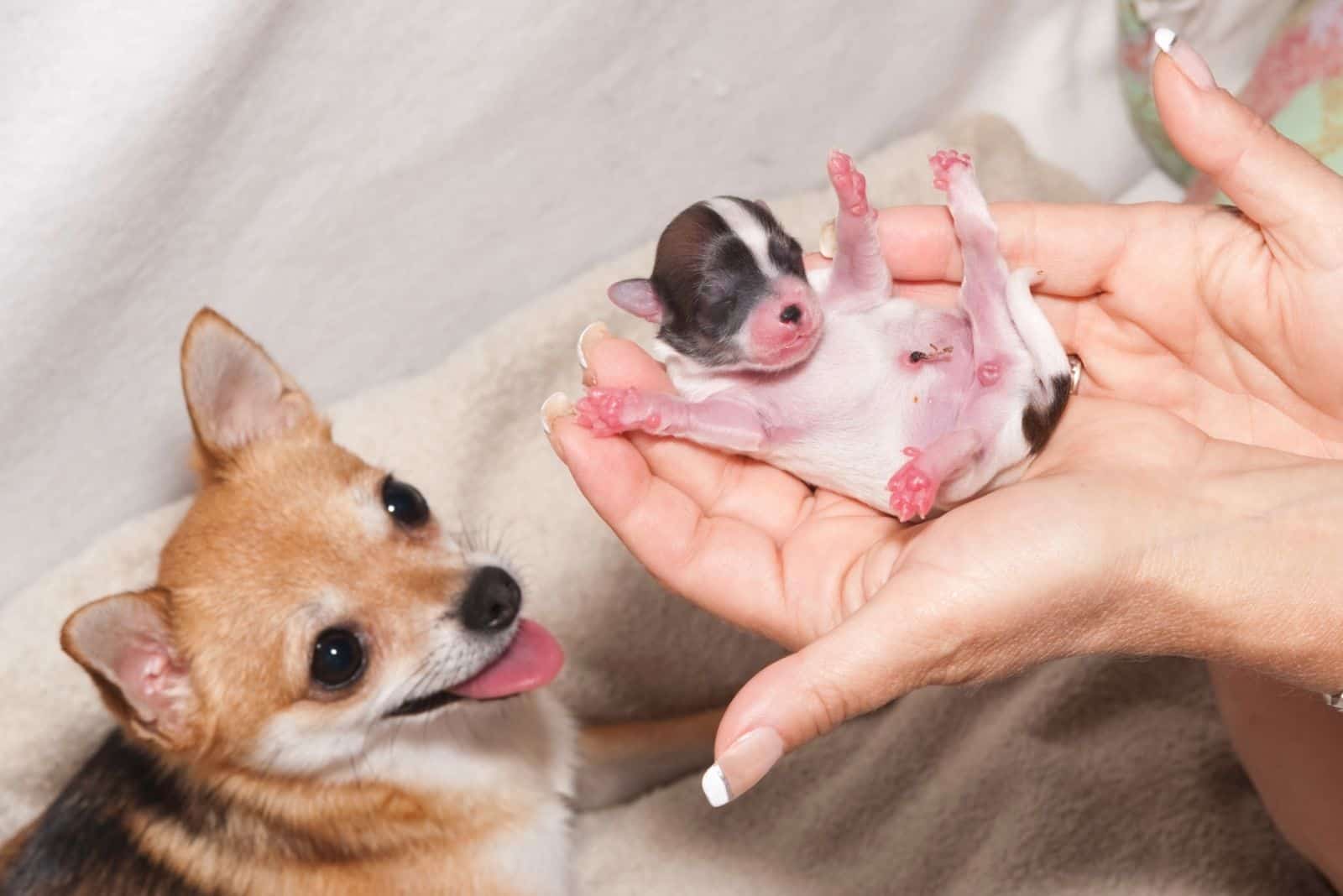 dog birth concept with the newborn pup on the hand of the woman