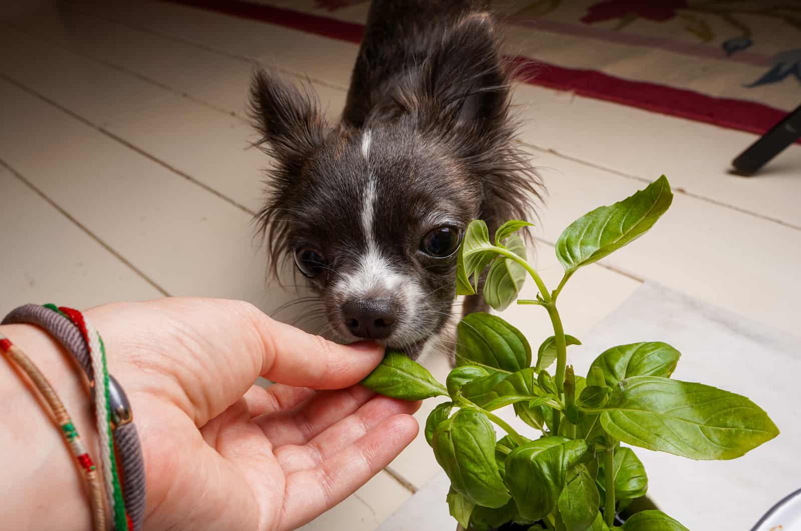dog eating basil leaves