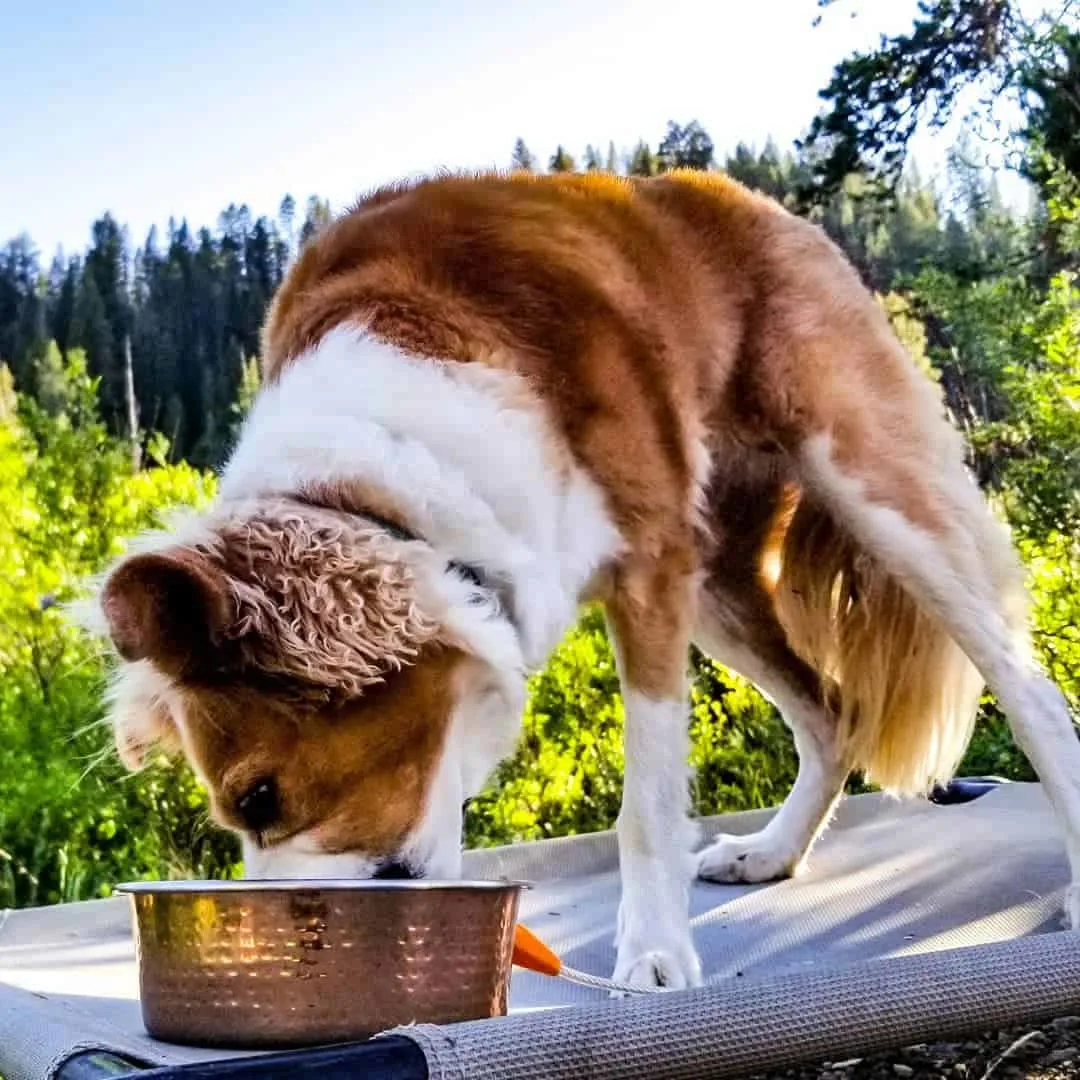 dog eating from bowl in the wood