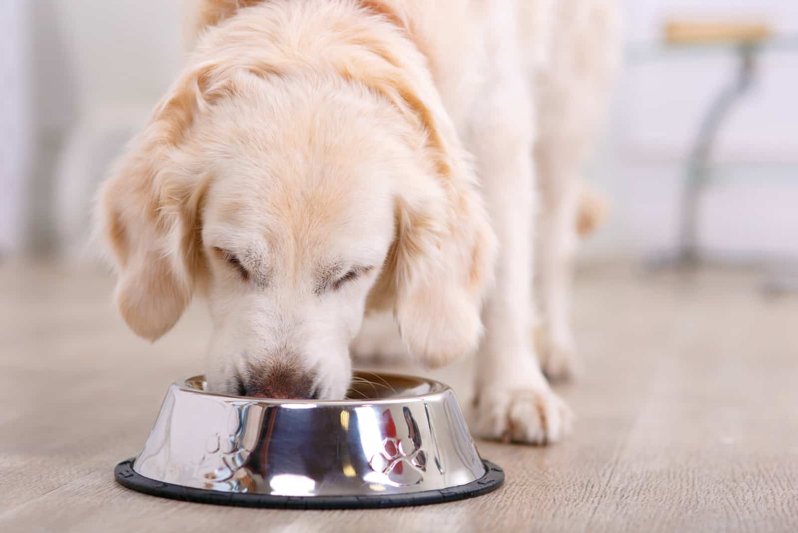 dog eats from a metal bowl