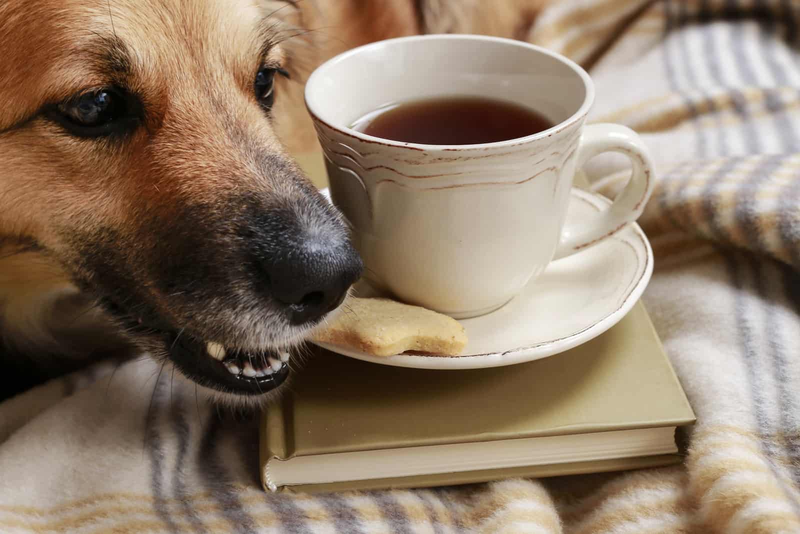 dog eats the cake