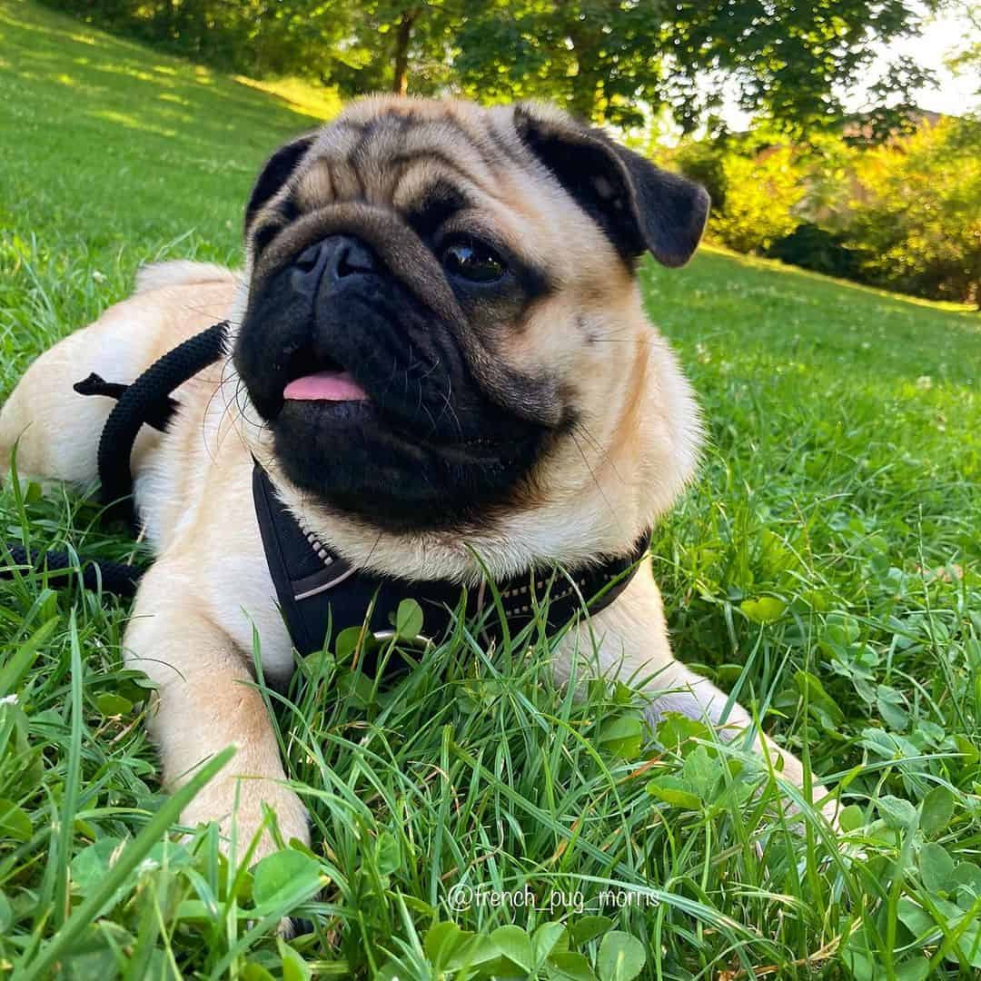 dog lying on the grass in park