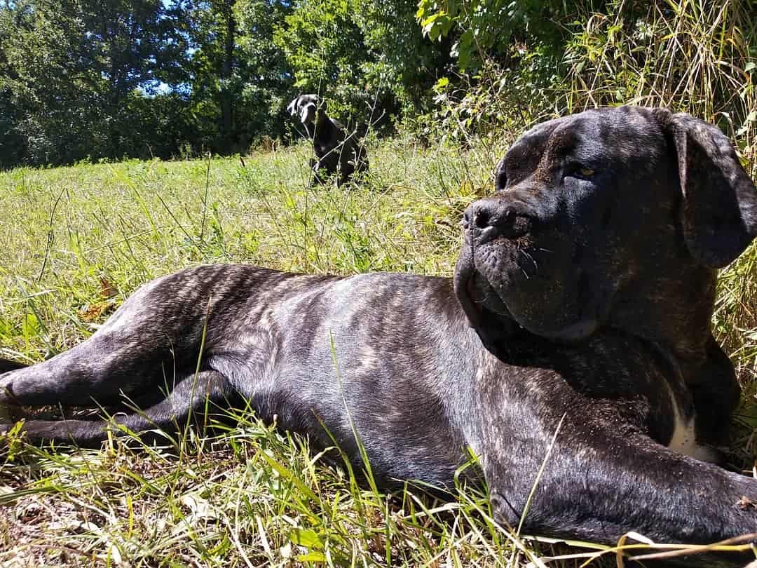 big black dog lying on the grass
