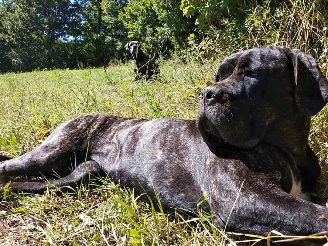big black dog lying on the grass