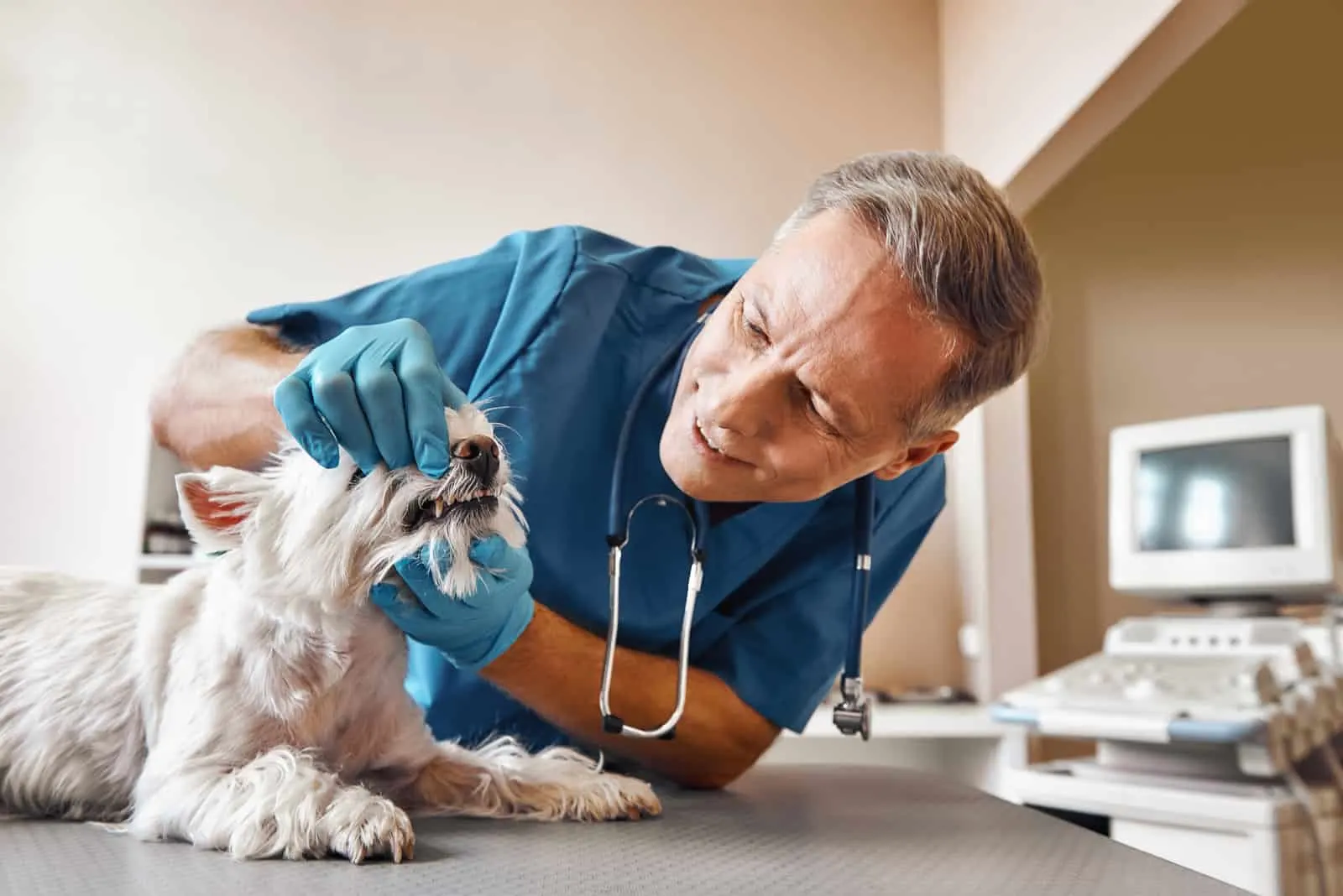 dog on examination at the vet