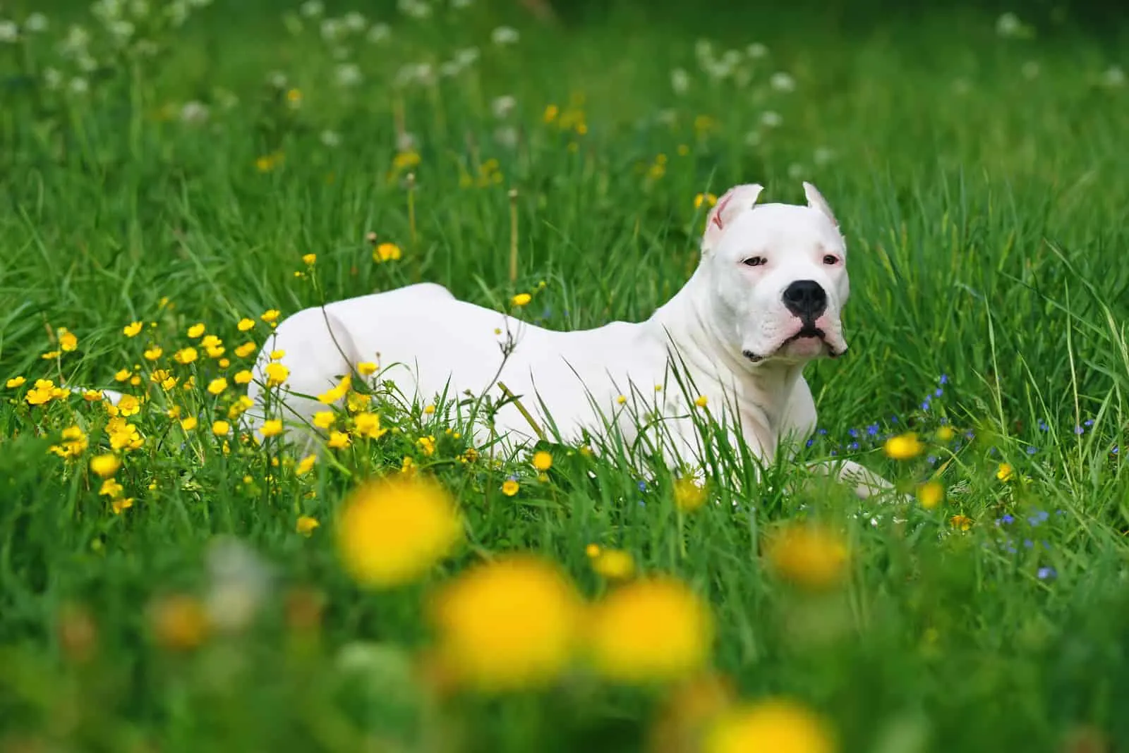 dogo argentino lies in the grass